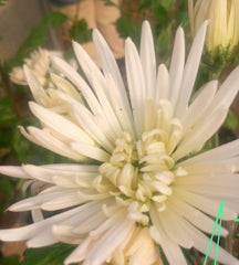 Crizamteme lățoase alb verzui (Chrysanthemum spp.)