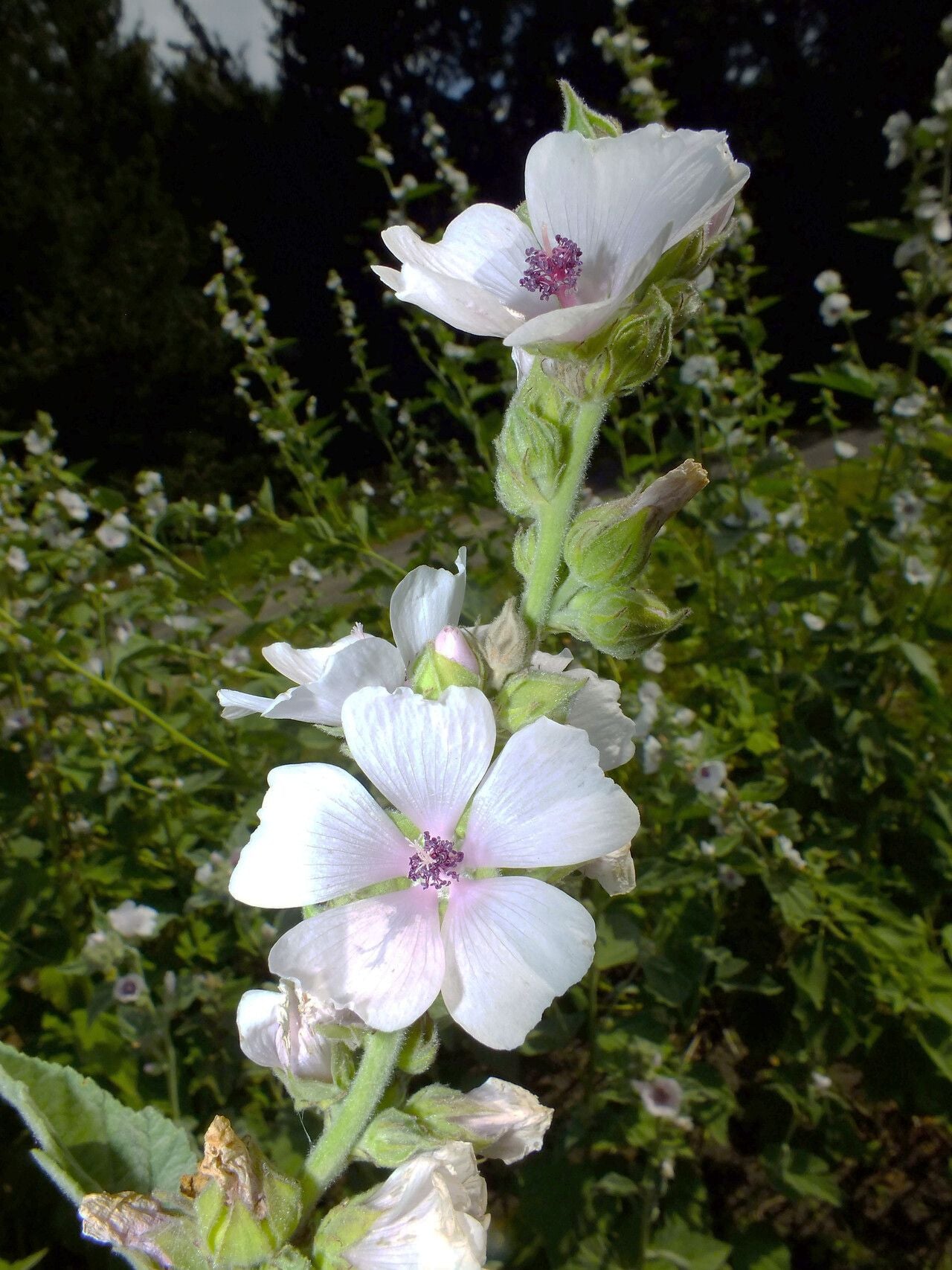 Nalbă mare (Althea officinalis)