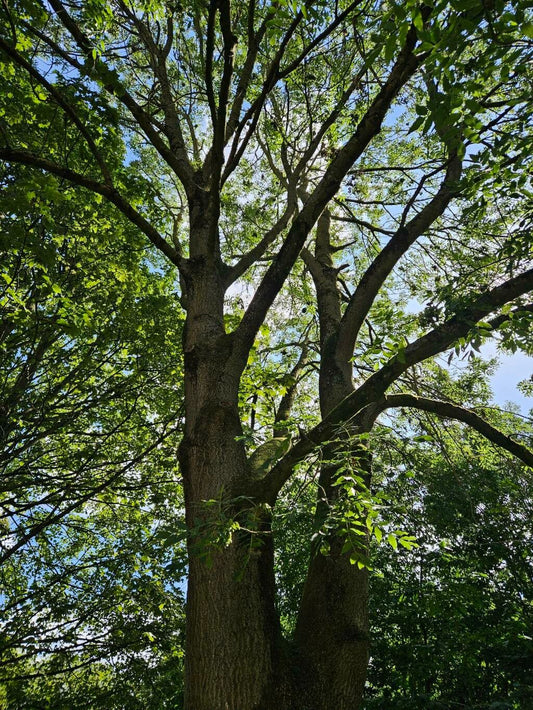 Frasin (Fraxinus excelsior) (rădăcină ambalată, DISPONIBIL DIN sfârșitul octombrie)