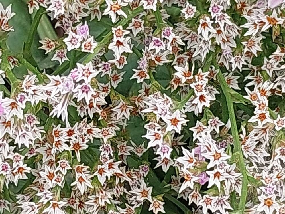 Floarea de Piatră / Statice Tătărească / Sărăturică perenă (Goniolimon tataricum)