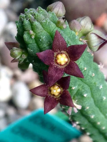 Steaua șerifului cu flori mici (Echidnopsis cereiformis)