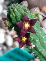 Steaua șerifului cu flori mici (Echidnopsis cereiformis)