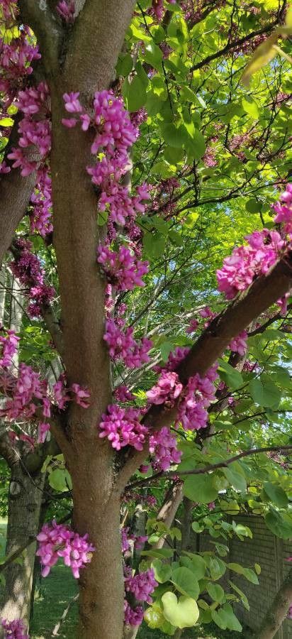 Arborele lui Iuda (Cercis siliquastrum)