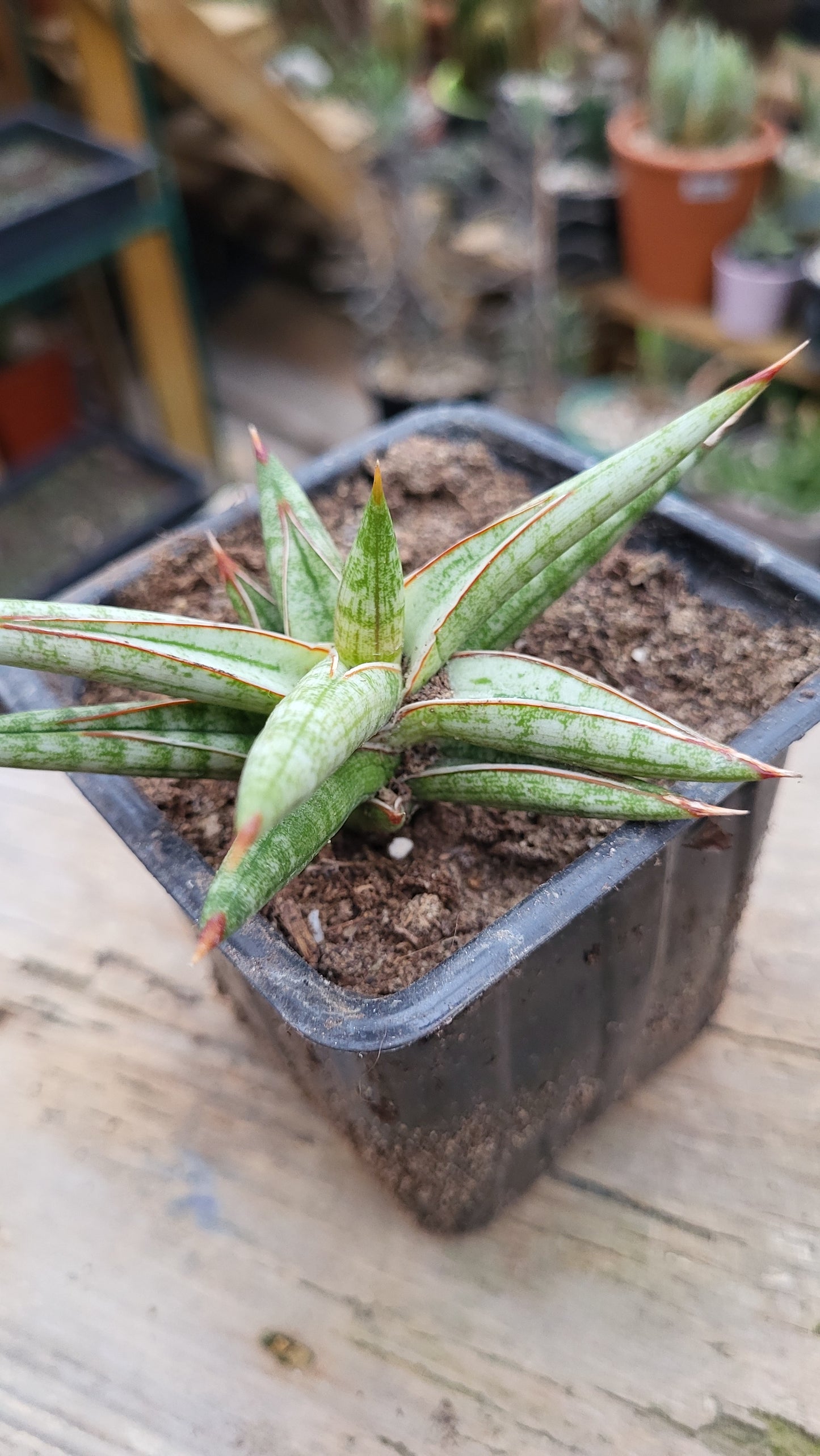 Sansevieria cylindrica ‘Boncel Variegata’