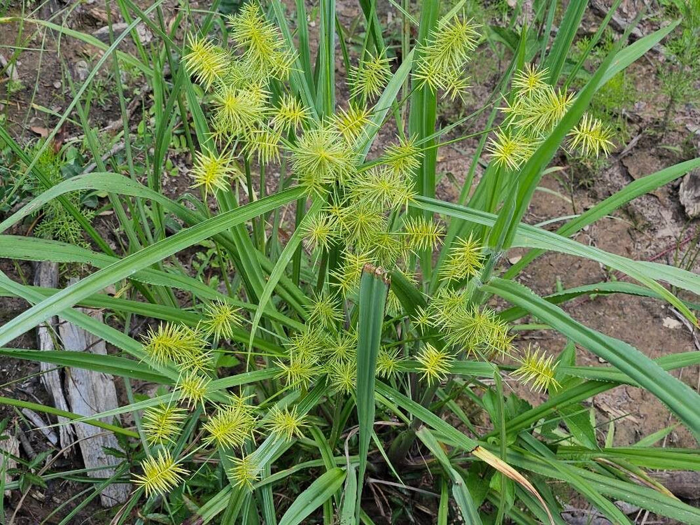 Papirusul sălbatic (Cyperus strigosus)