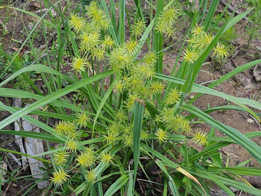 Papirusul sălbatic (Cyperus strigosus)
