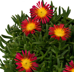 Floarea de gheață roșu și galben (Delosperma cooperi)