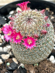 Cactusul vierme (Mammillaria matudae)