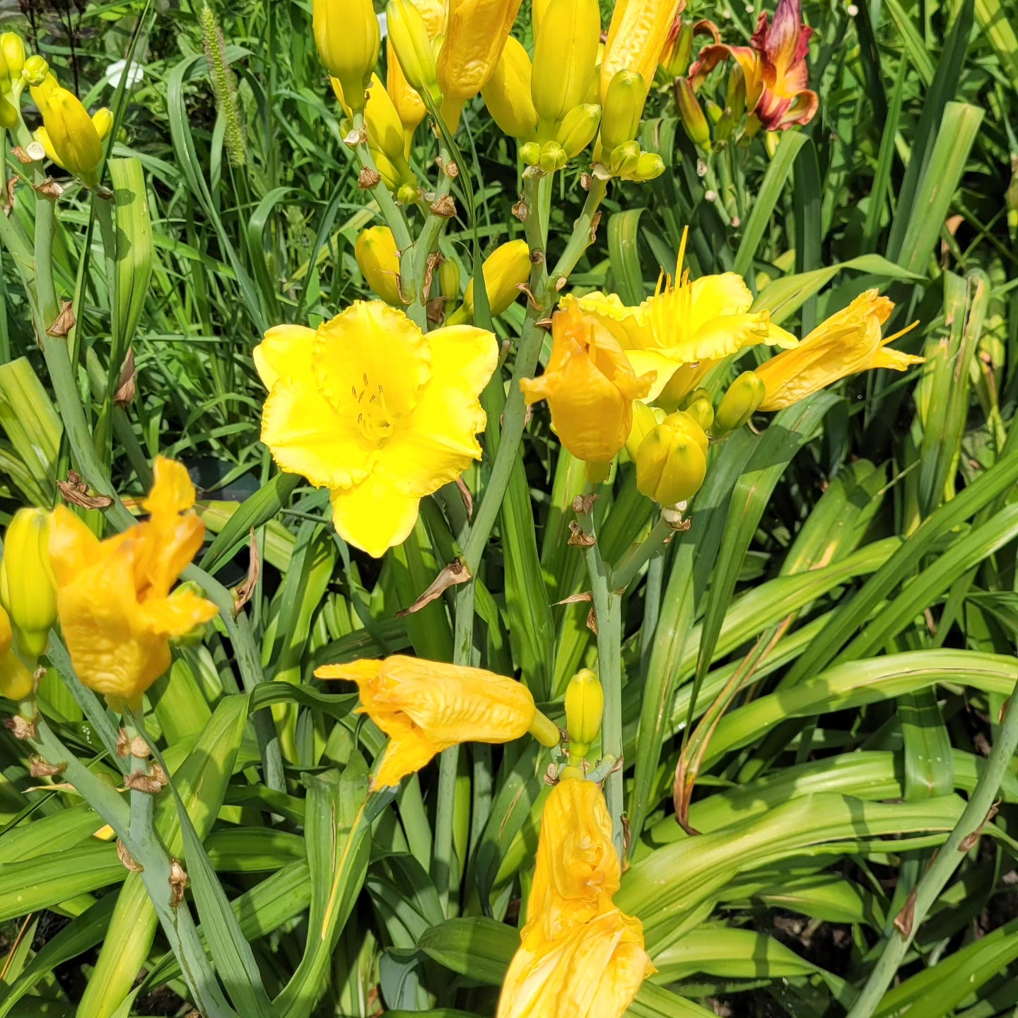 Crini de o zi Stella d'Oro (Hemerocallis)