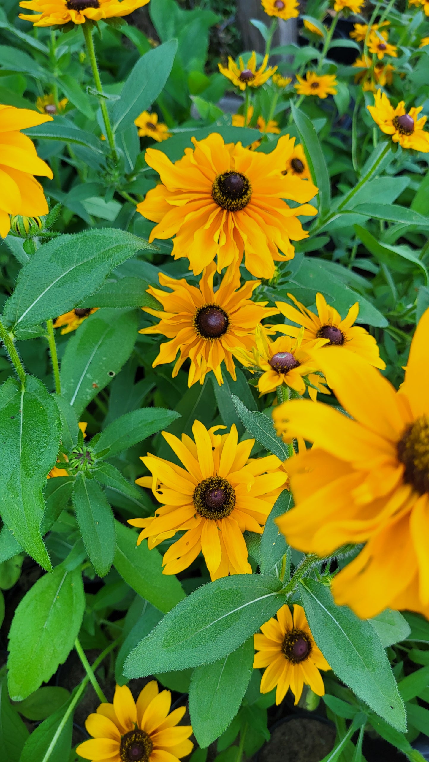 Ruji / Suzana cu ochi negri Marmelade (Rudbeckia hirta)