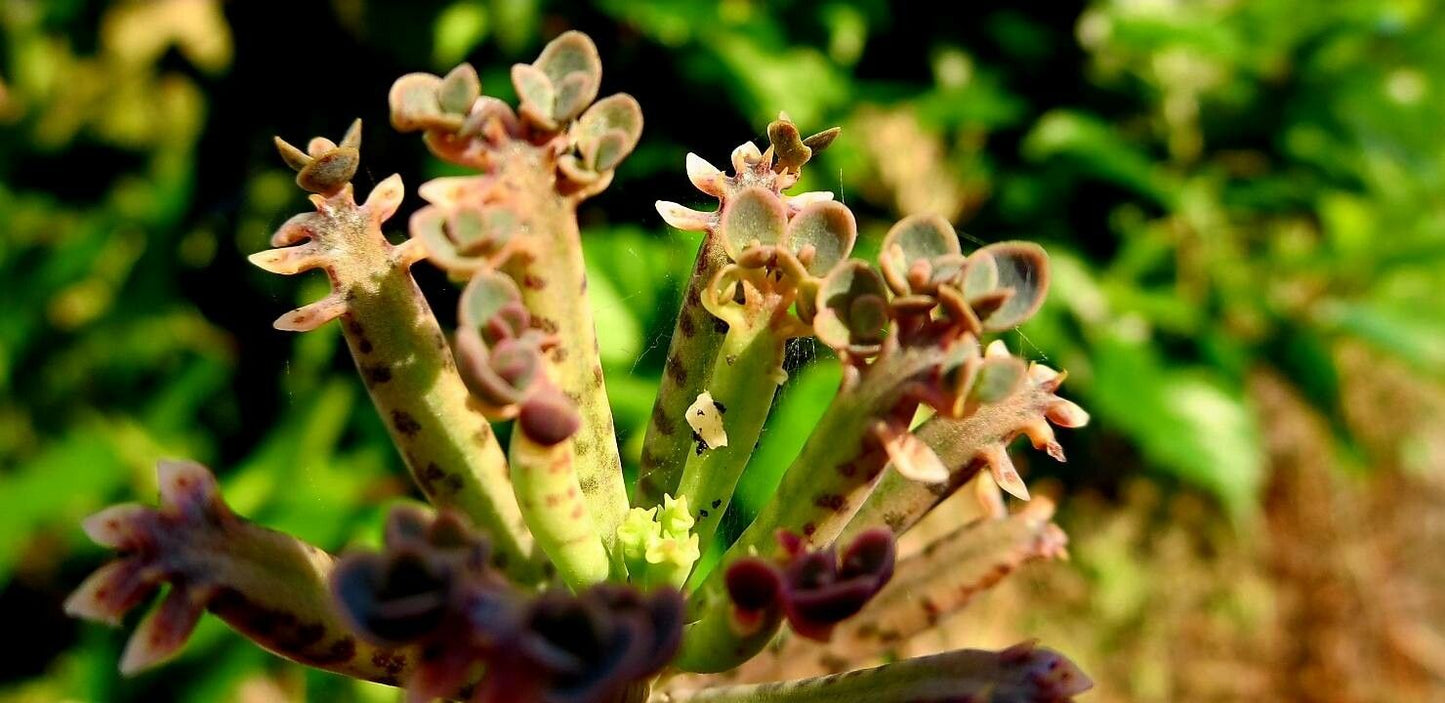 Planta-mamă tubiflora (Kalanchoe delagoensis)