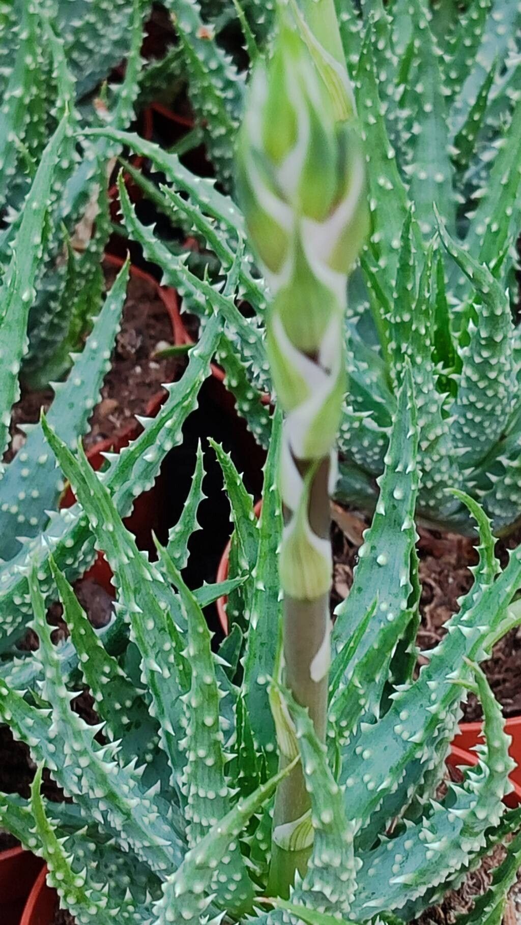 Aloe arici (Aloe humilis)