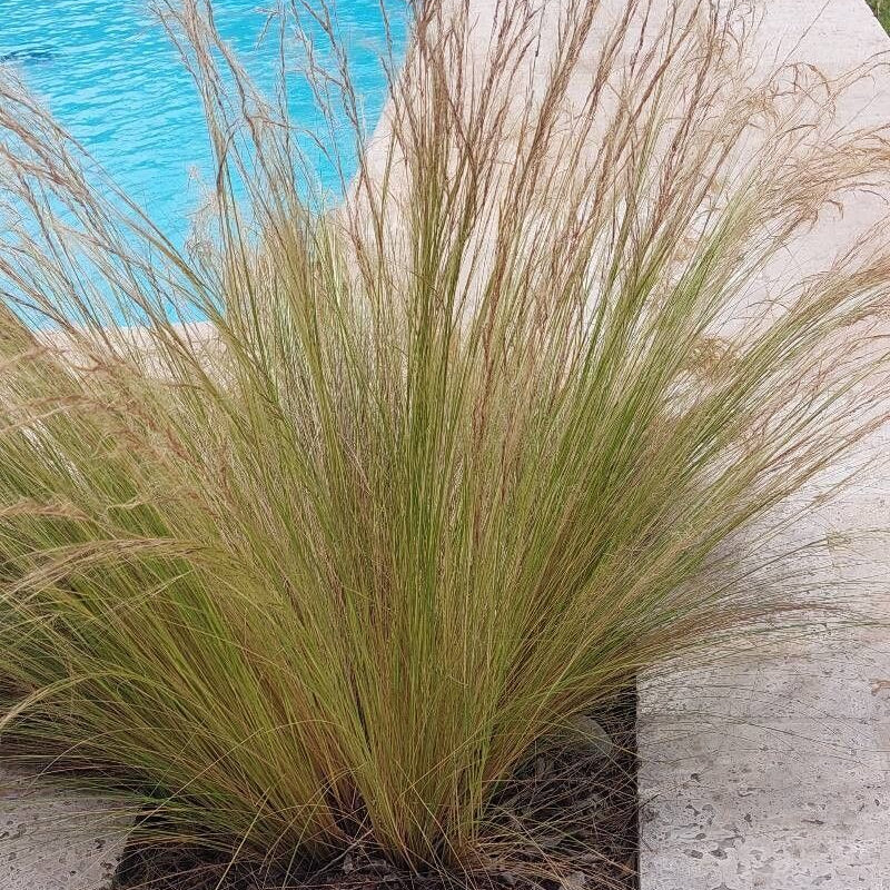 Iarbă coadă de ponei / Poneytail grass (Stipa tenuissima)