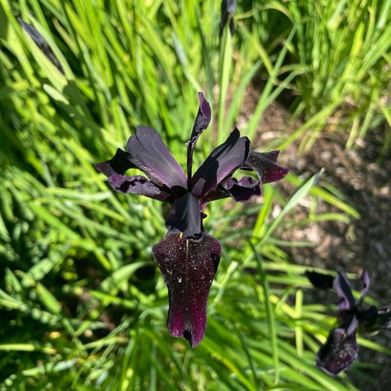 Iris negru (Iris chrysographes) (disponibil din primăvară 2027)