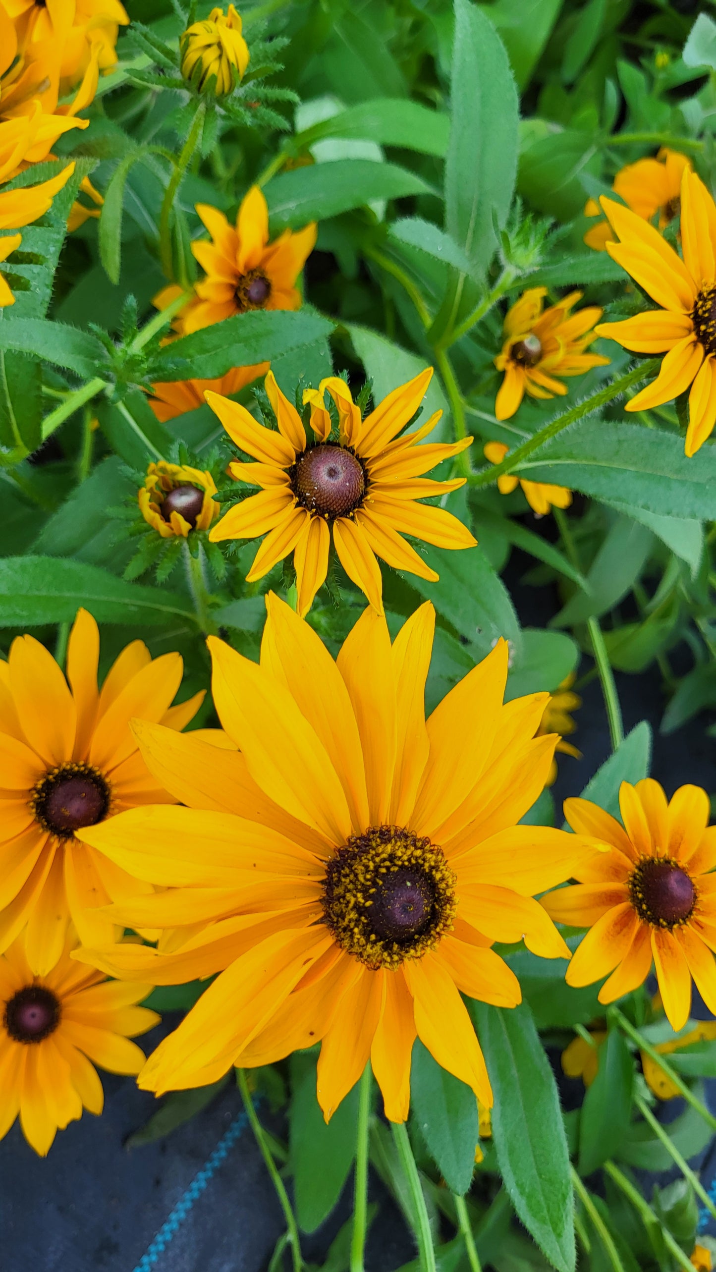 Ruji / Suzana cu ochi negri Marmelade (Rudbeckia hirta)
