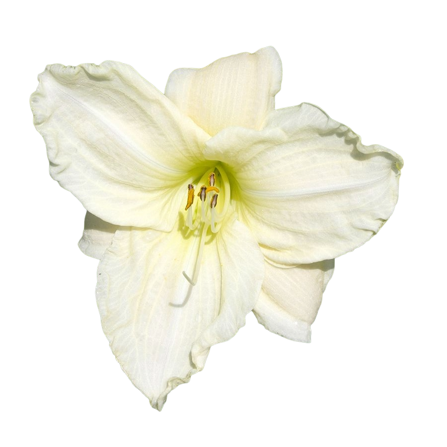 Crini de o zi Green Shepard (Hemerocallis x cultorum)