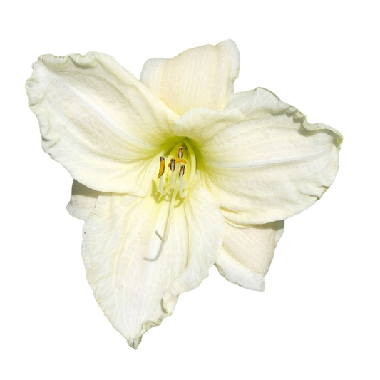 Crini de o zi Green Shepard (Hemerocallis x cultorum)