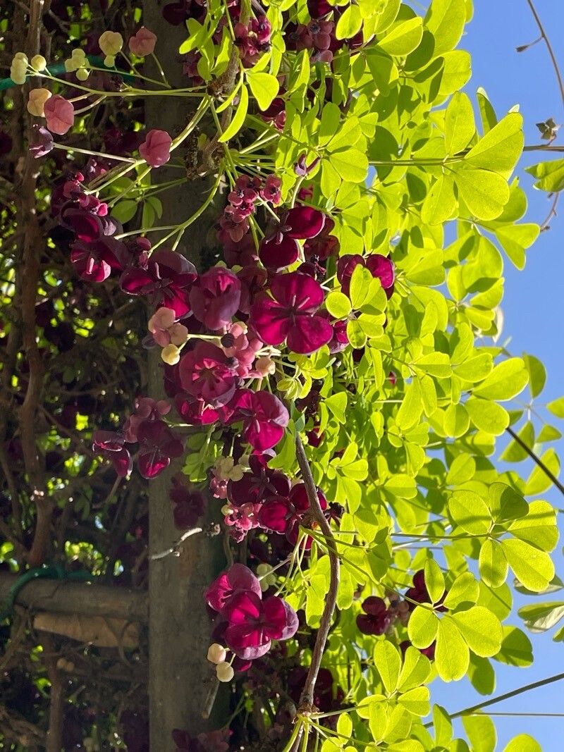 Vița de Ciocolată (Akebia quinata)