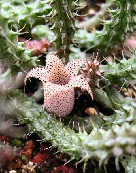 Steaua șerifului  de Madagascar (Stapelianthus decaryi)