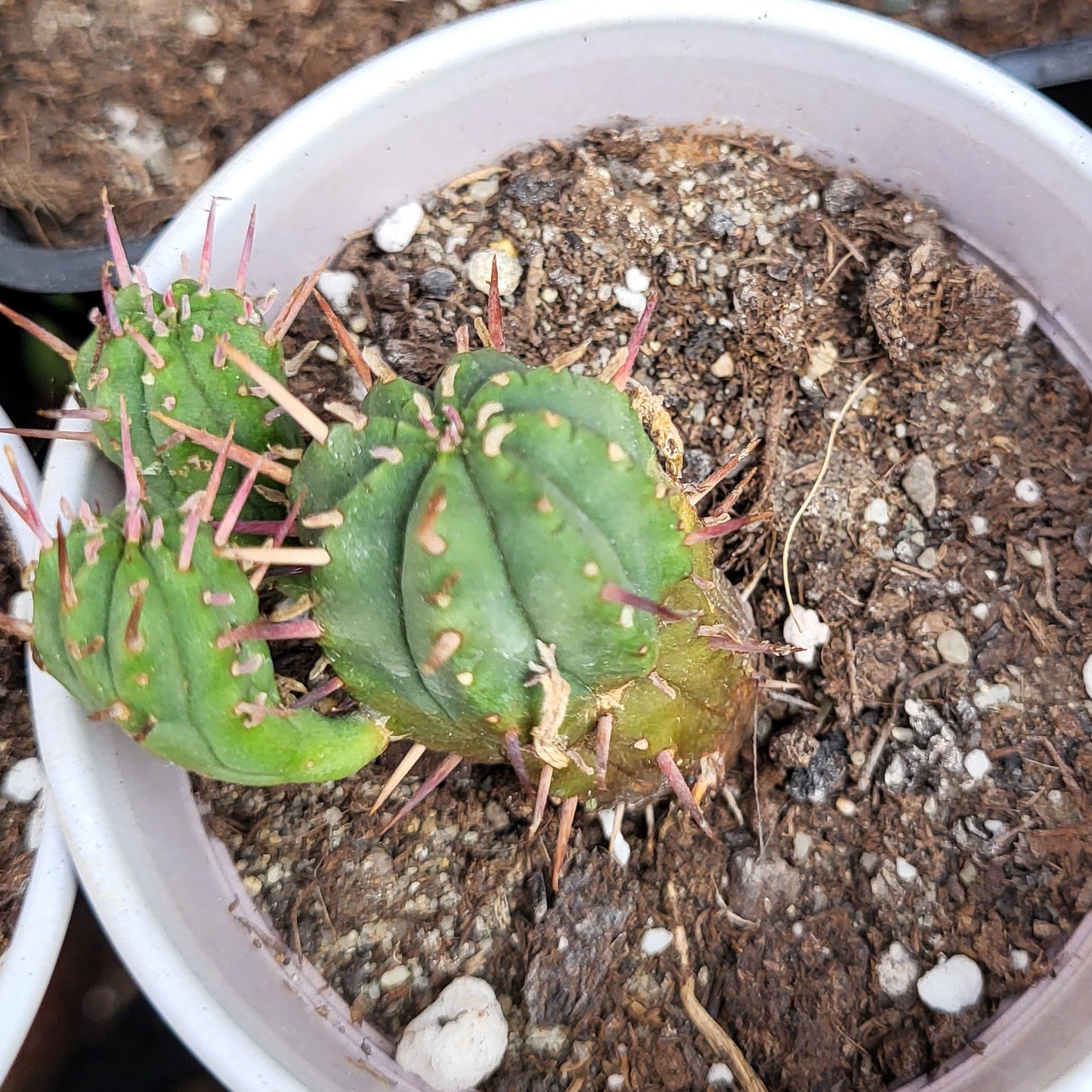 Plantă suculentă Euphorbia ferox