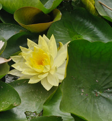 Nufăr galben (Nymphaea ) (DISPONIBIL din mai 2026)