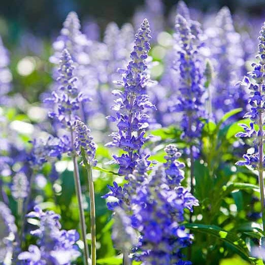 Isop (Hyssopus officinalis)