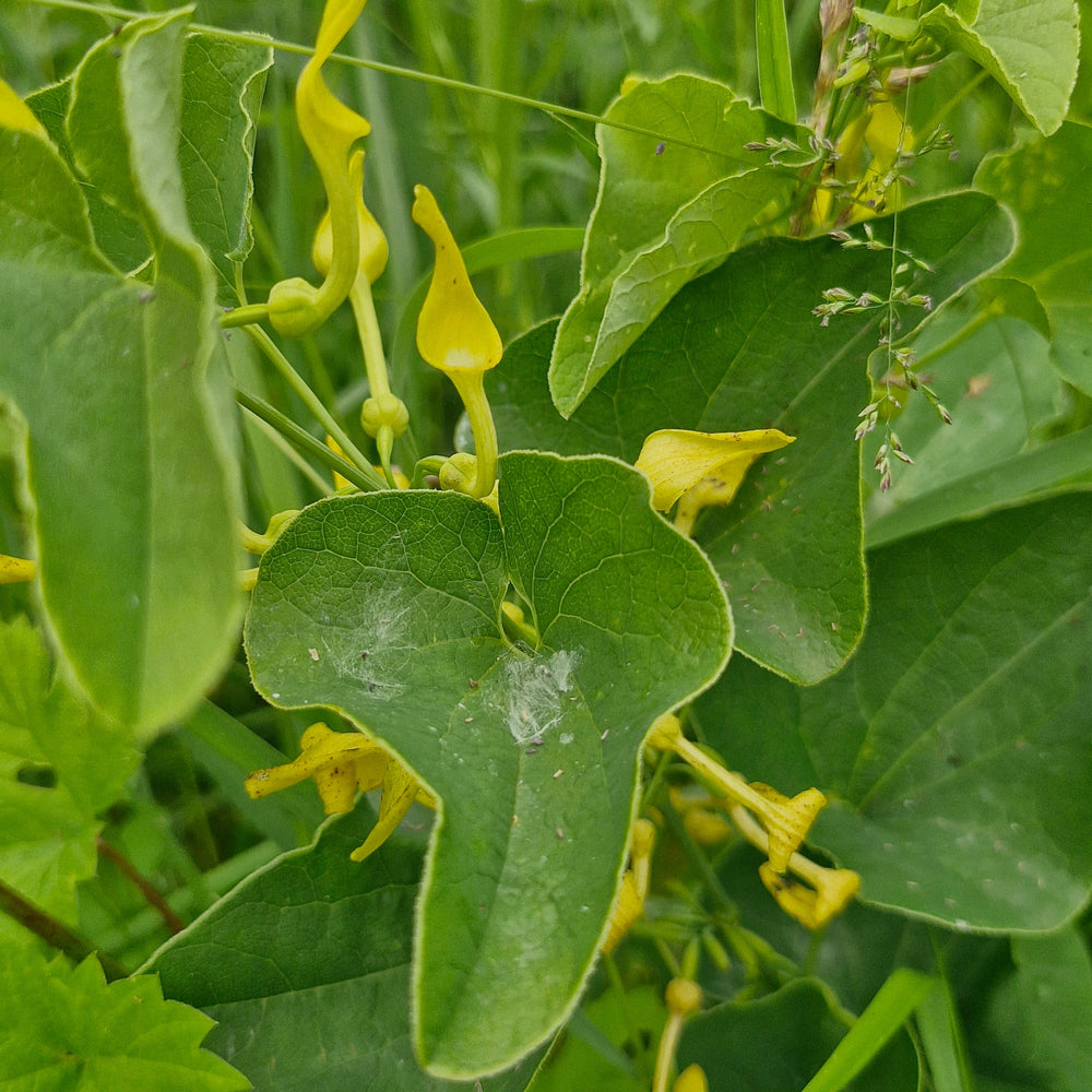Mărul lupului (Aristolochia clematitis)