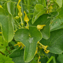 Mărul lupului (Aristolochia clematitis)