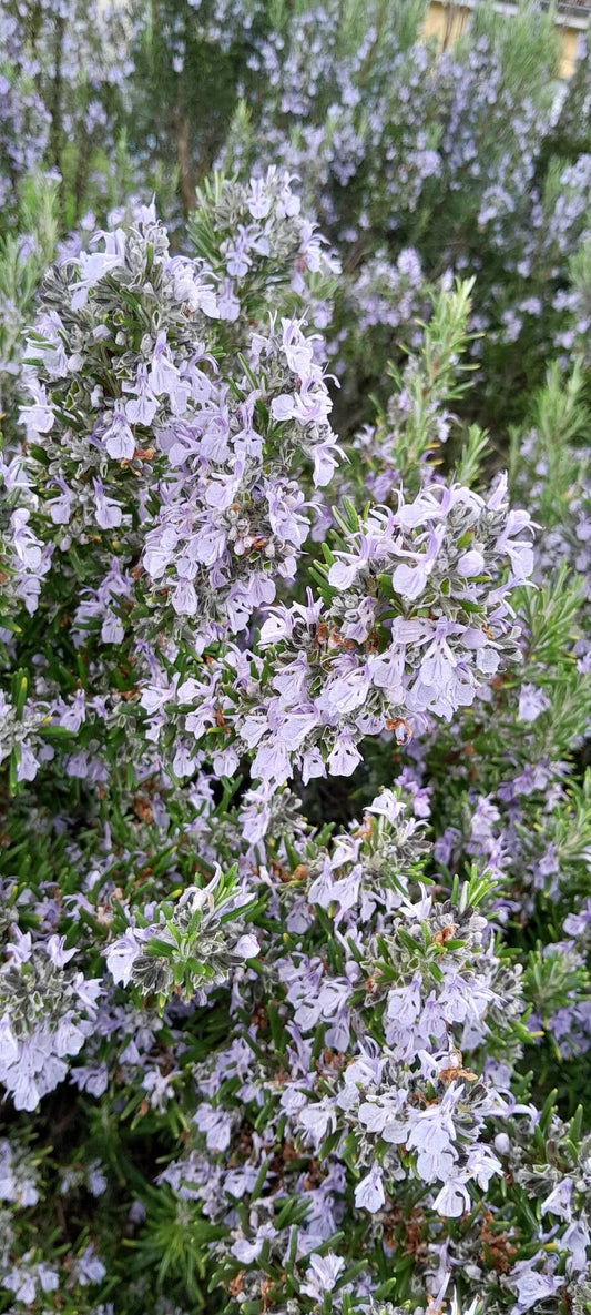 Rozmarinul (Salvia rosmarinus)