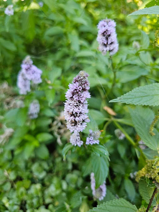 Peppermint (Mentha piperita)