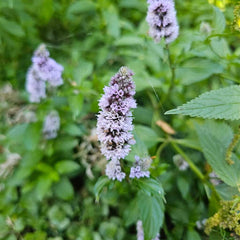 Peppermint (Mentha x piperita)