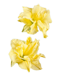 Crini de o zi flori duble Yellow  (Hemerocallis)