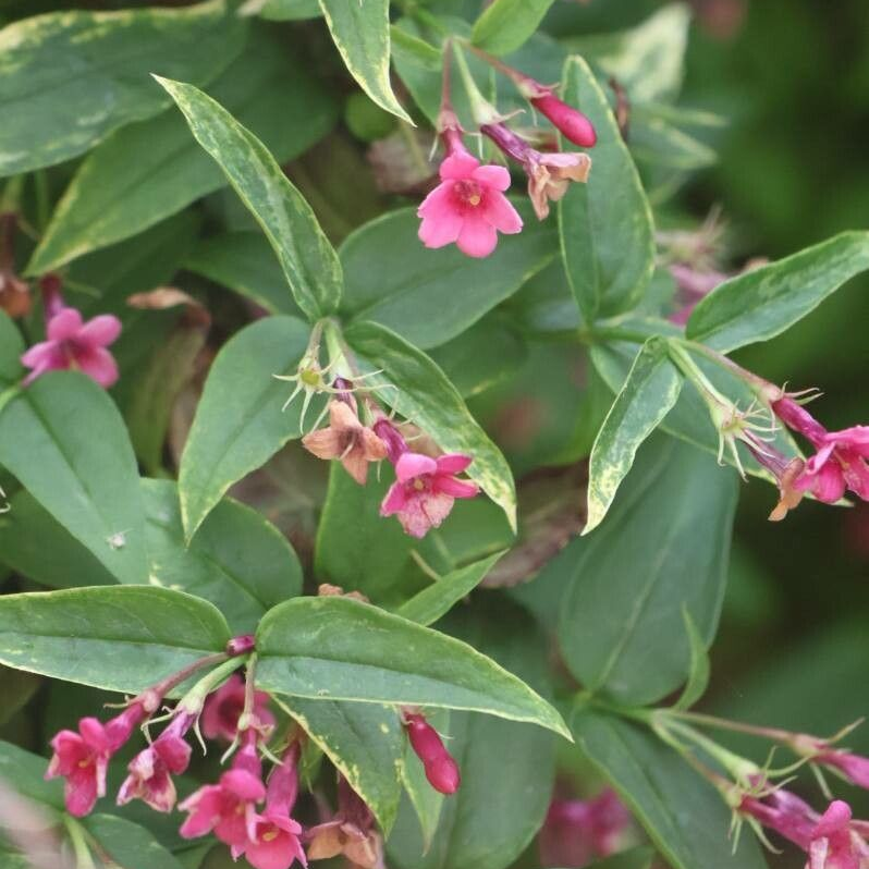 Iasomie roz de munte (Jasminum beesianum)