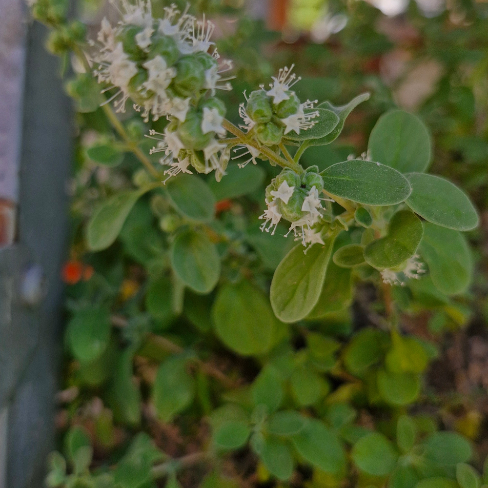 Măghiran / marjoran (Origanum majorana)