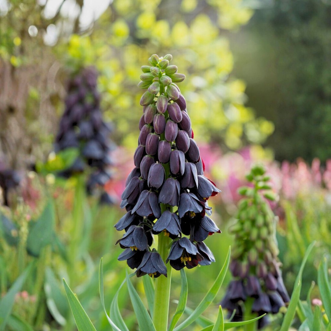 Fritilaria persană (Fritillaria persica) (disponibil din nov 2026)