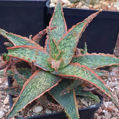 Aloe roz (Aloe rauhii)