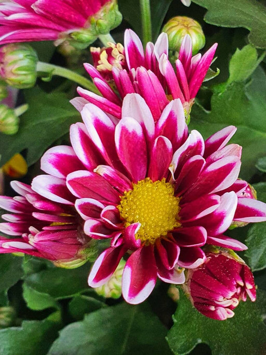 Margarete persane (Tanacetum coccineum) (mix de culori)