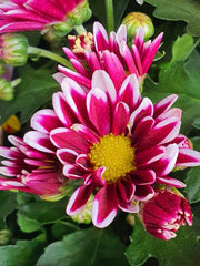 Margarete persane (Tanacetum coccineum) (mix de culori)