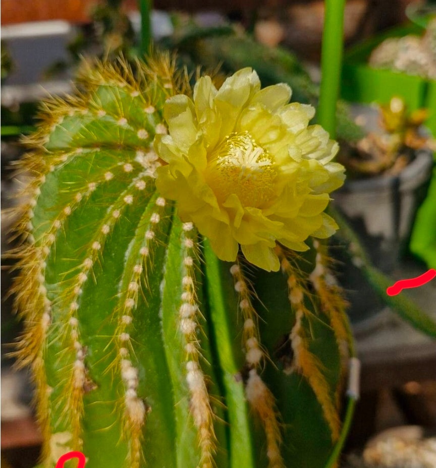 Cactus baloon (Parodia magnifica)