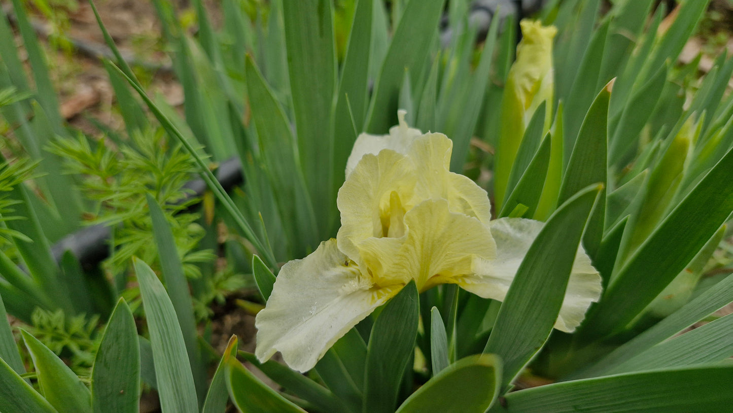Iris pitic butter  / Stânjenel pitic (Iris pumila) (DISPONIBIL DIN AUGUST)