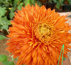 Crizamteme orange (Chrysanthemum spp.)