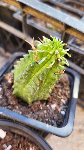 Euphorbia stellispina