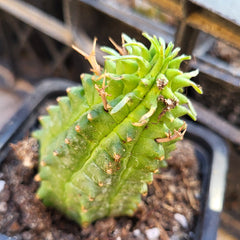 Plantă suculentă Euphorbia stellispina