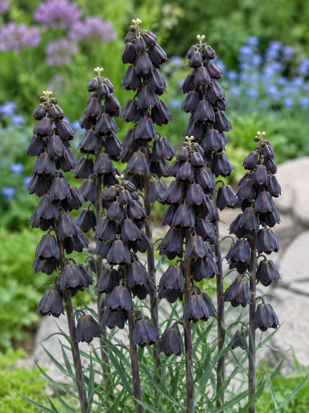 Fritilaria persană (Fritillaria persica) (disponibil din nov 2026)