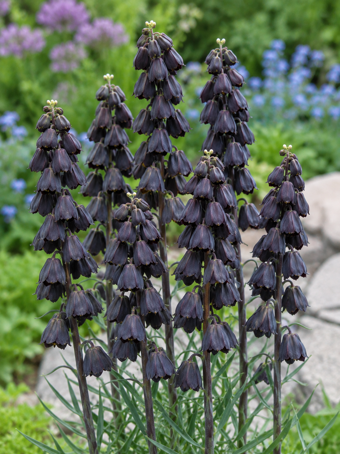 Fritilaria persană (Fritillaria persica) (disponibil din nov 2026)