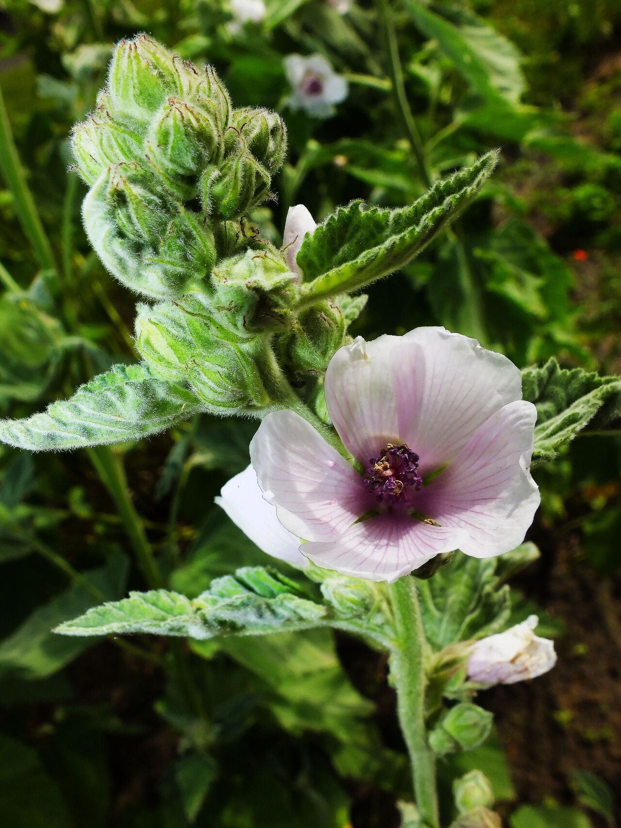 Nalbă mare (Althea officinalis)