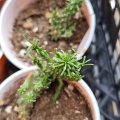 Plantă suculentă Euphorbia flanaganii