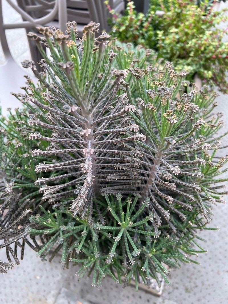 Planta-mamă tubiflora (Kalanchoe delagoensis)