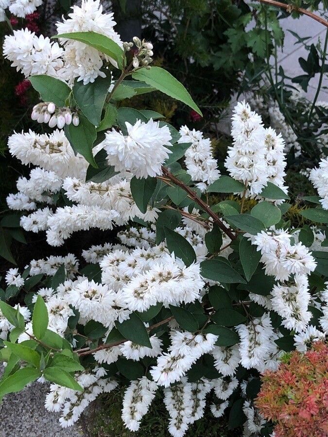 Deutia (Deutzia scabra)