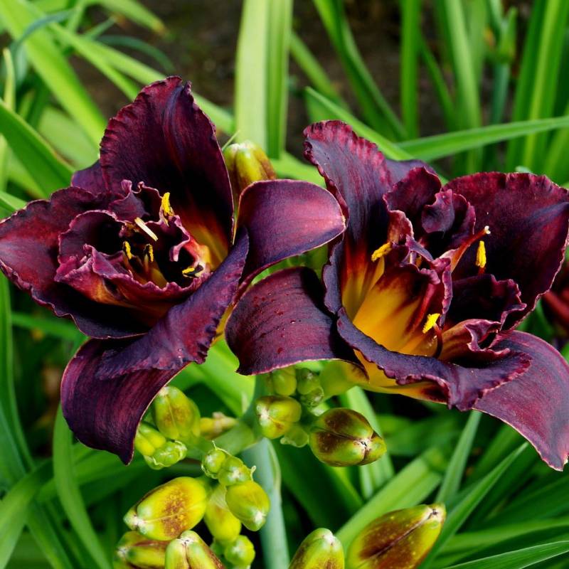 Crini de o zi flori duble black  (Hemerocallis hybrid)